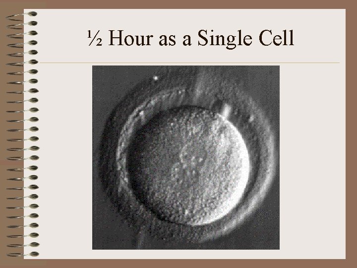 ½ Hour as a Single Cell 