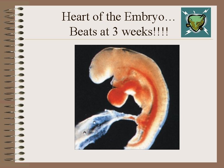 Heart of the Embryo… Beats at 3 weeks!!!! 