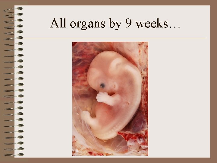 All organs by 9 weeks… 