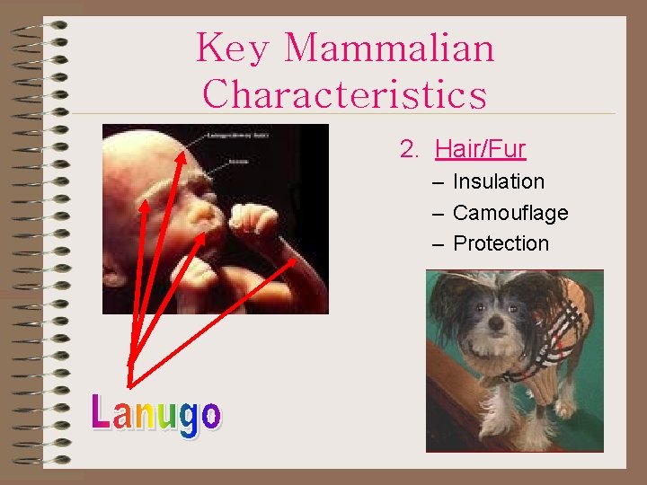Key Mammalian Characteristics 2. Hair/Fur – Insulation – Camouflage – Protection 