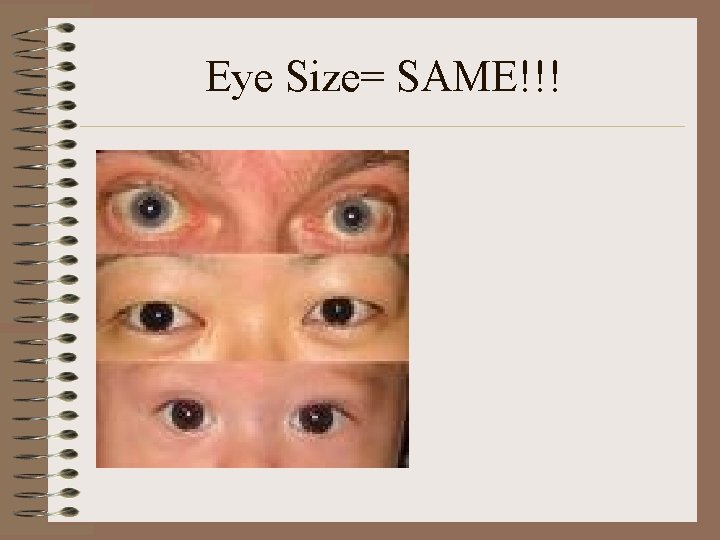 Eye Size= SAME!!! 