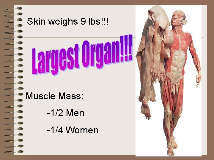 Skin weighs 9 lbs!!! Muscle Mass: -1/2 Men -1/4 Women 