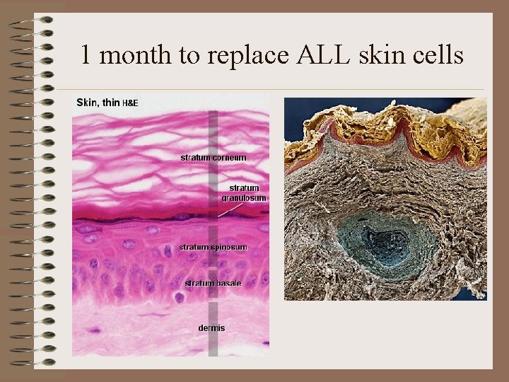 1 month to replace ALL skin cells 