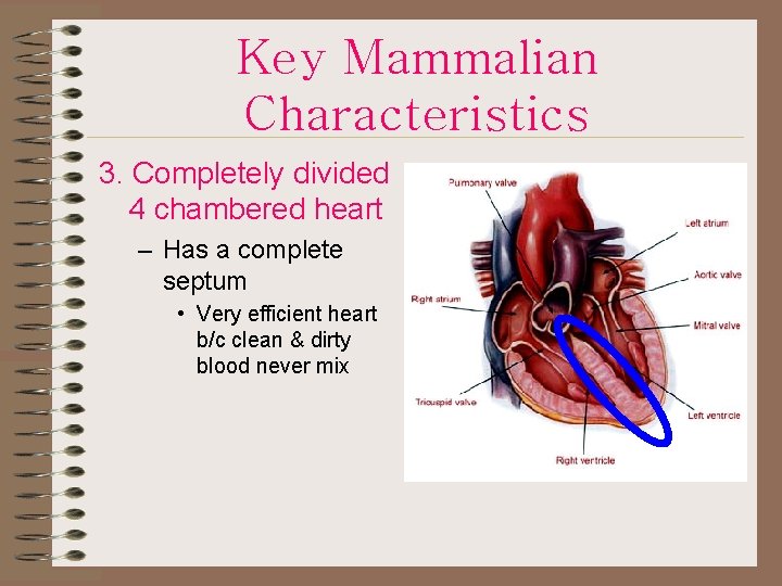 Key Mammalian Characteristics 3. Completely divided 4 chambered heart – Has a complete septum