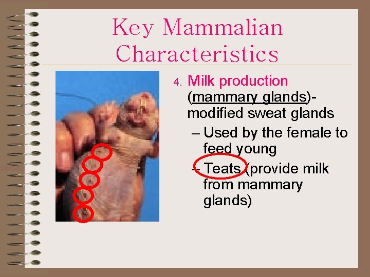 Key Mammalian Characteristics 4. Milk production (mammary glands)modified sweat glands – Used by the