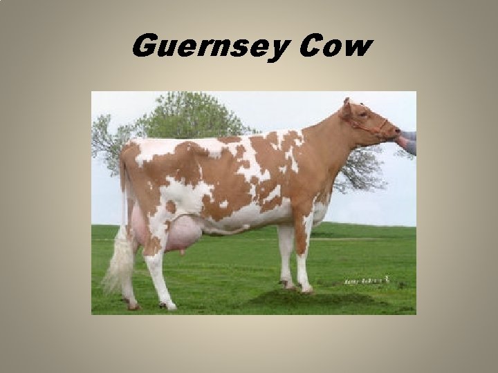 Guernsey Cow 