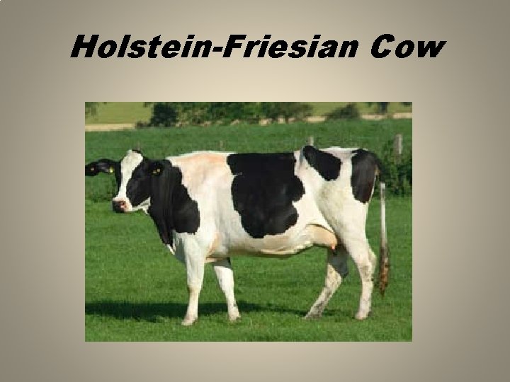 Holstein-Friesian Cow 