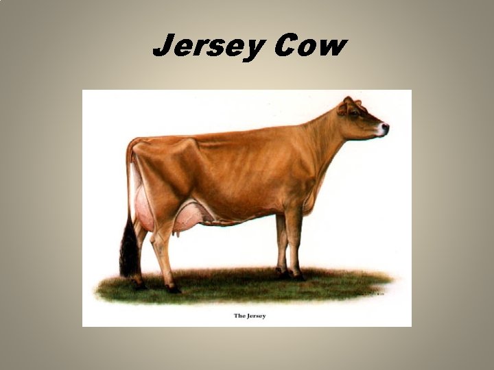 Jersey Cow 