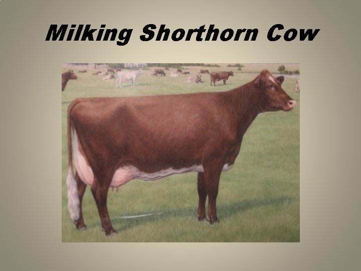 Milking Shorthorn Cow 