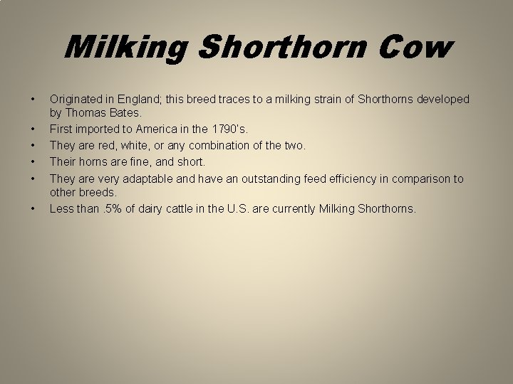 Milking Shorthorn Cow • • • Originated in England; this breed traces to a