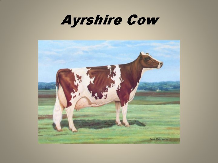 Ayrshire Cow 