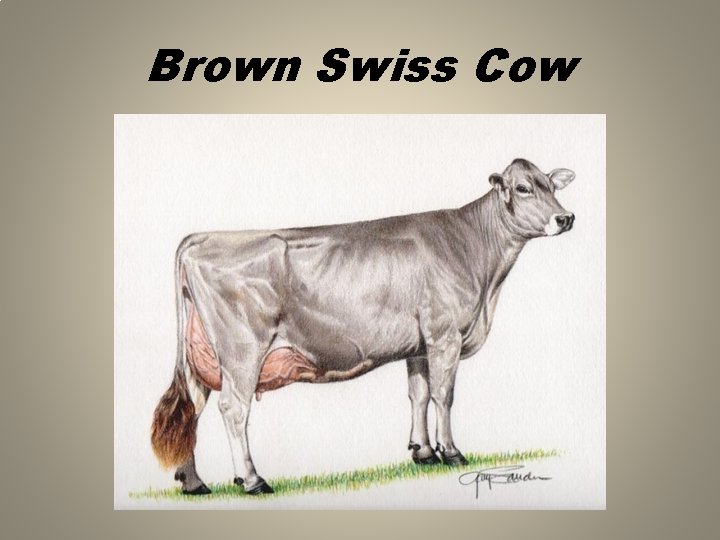 Brown Swiss Cow 
