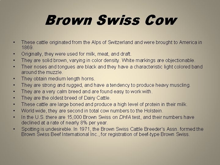 Brown Swiss Cow • • • These cattle originated from the Alps of Switzerland