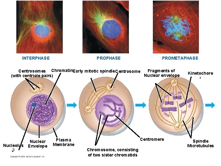 PROPHASE INTERPHASE PROMETAPHASE Fragments of Centrosomes Chromatin. Early mitotic spindle Centrosome Nuclear envelope (with