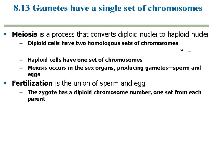 8. 13 Gametes have a single set of chromosomes Meiosis is a process that