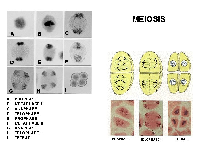 MEIOSIS A B C D E F G H I A. B. C. D.