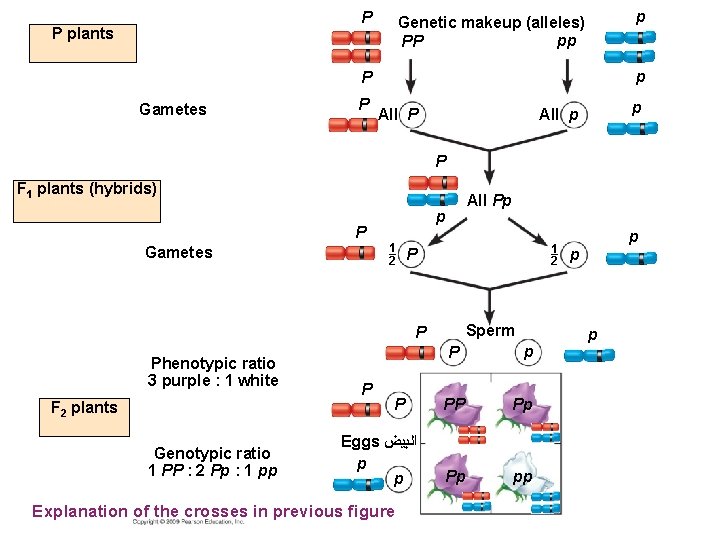 P P plants p Genetic makeup (alleles) pp PP p P Gametes P p