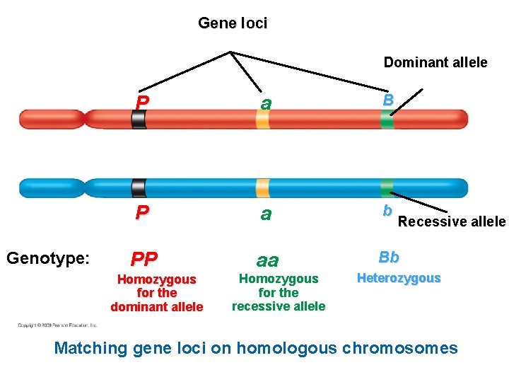 Gene loci Dominant allele Genotype: P a B P a b PP aa Bb