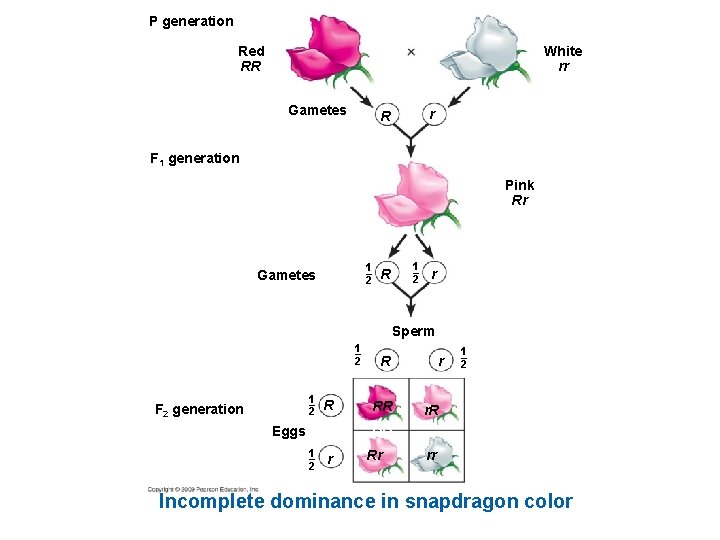 P generation Red RR White rr Gametes r R F 1 generation Pink Rr