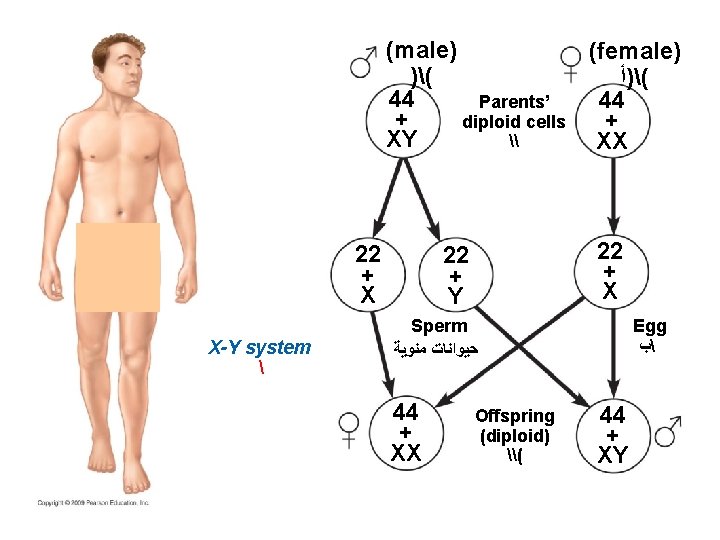 (male) (female) )( ()ﺃ 44 44 Parents’ + diploid cells + XY \ XX