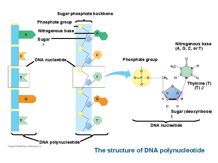 Sugar-phosphate backbone Phosphate group Nitrogenous base Sugar ﺭ DNA nucleotide Nitrogenous base (A, G,