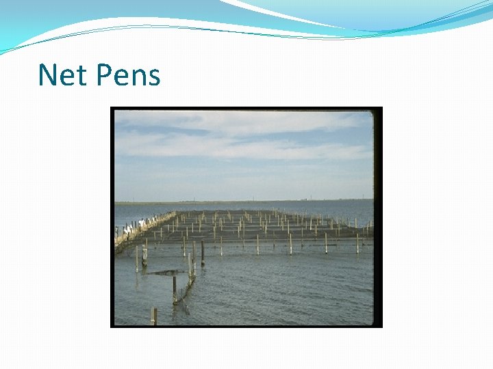 Net Pens 