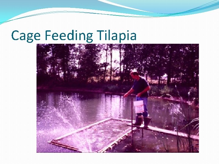 Cage Feeding Tilapia 