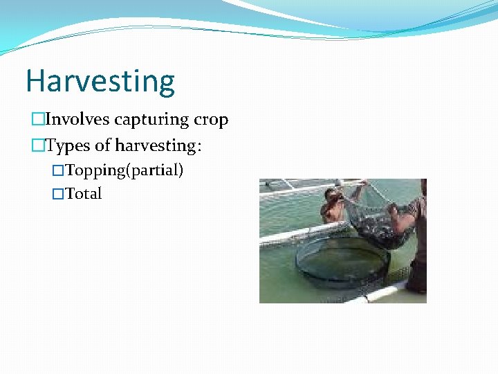 Harvesting �Involves capturing crop �Types of harvesting: �Topping(partial) �Total 