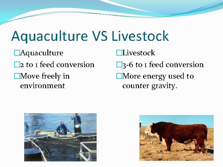 Aquaculture VS Livestock �Aquaculture � 2 to 1 feed conversion �Move freely in environment