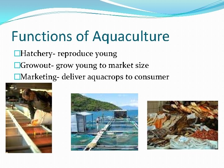 Functions of Aquaculture �Hatchery- reproduce young �Growout- grow young to market size �Marketing- deliver