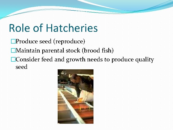Role of Hatcheries �Produce seed (reproduce) �Maintain parental stock (brood fish) �Consider feed and