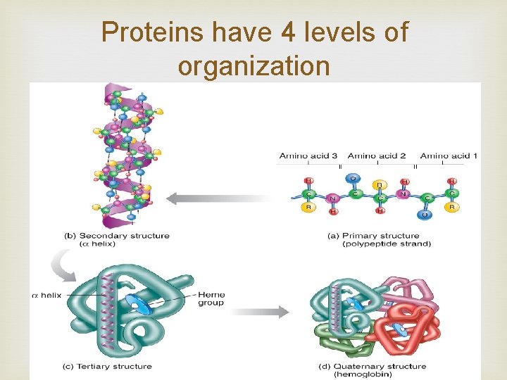 Proteins have 4 levels of organization 