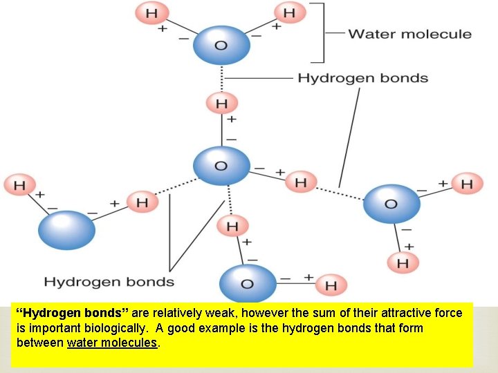 “Hydrogen bonds” are relatively weak, however the sum of their attractive force is important