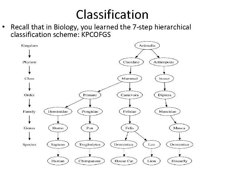Classification • Recall that in Biology, you learned the 7 -step hierarchical classification scheme: