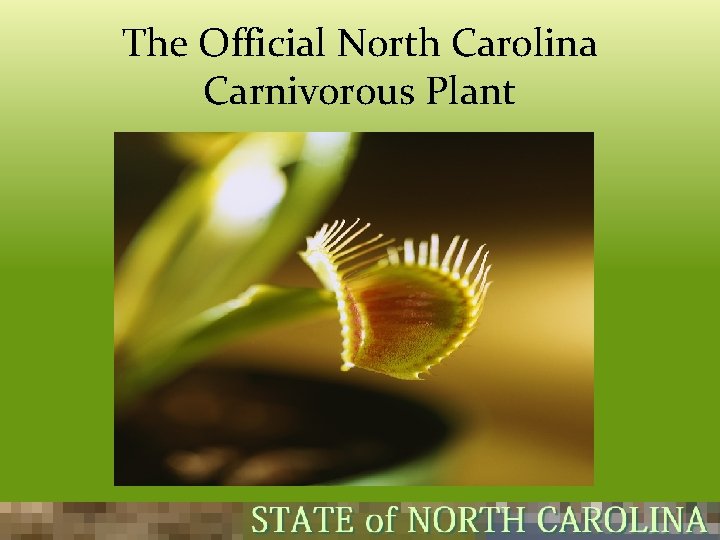 The Official North Carolina Carnivorous Plant 