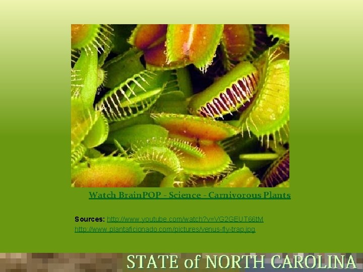 Brain. POP - Science - Carnivorous Plants Watch Brain. POP - Science - Carnivorous Brain. POP - Science - Carnivorous Plants Watch Brain. POP - Science - Carnivorous