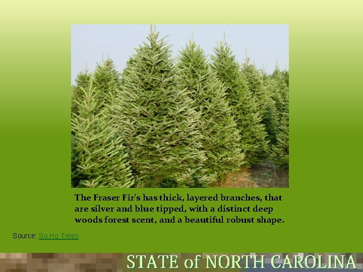 The Fraser Fir’s has thick, layered branches, that are silver and blue tipped, with