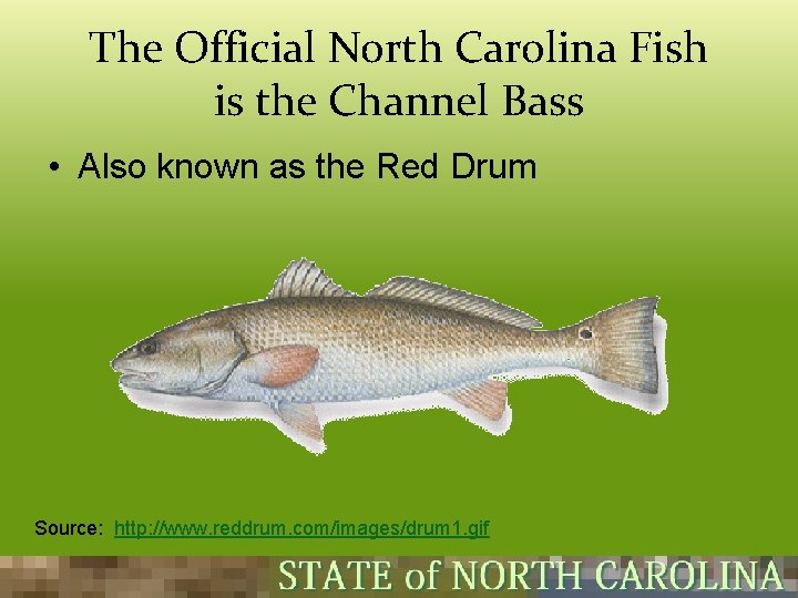 The Official North Carolina Fish is the Channel Bass • Also known as the The Official North Carolina Fish is the Channel Bass • Also known as the