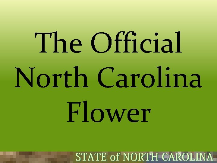 The Official North Carolina Flower  The Official North Carolina Flower