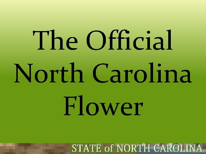 The Official North Carolina Flower 