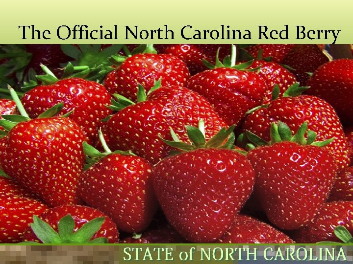 The Official North Carolina Red Berry 