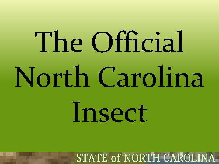 The Official North Carolina Insect  The Official North Carolina Insect