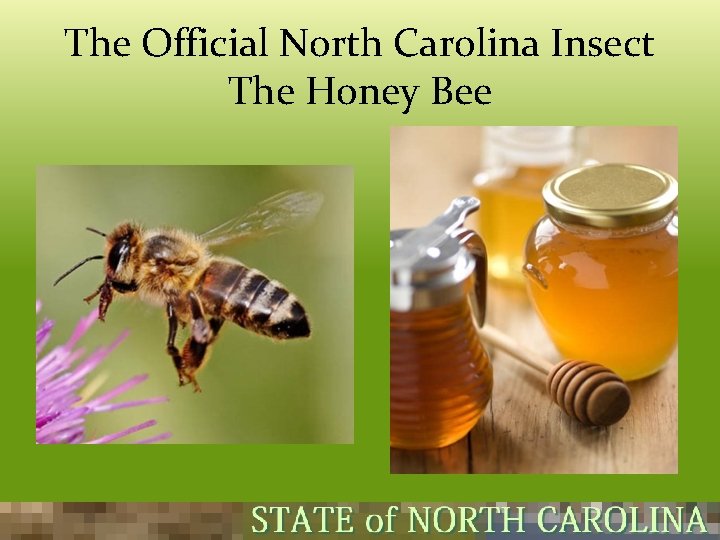 The Official North Carolina Insect The Honey Bee 