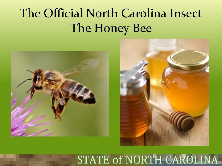 The Official North Carolina Insect The Honey Bee  The Official North Carolina Insect The Honey Bee