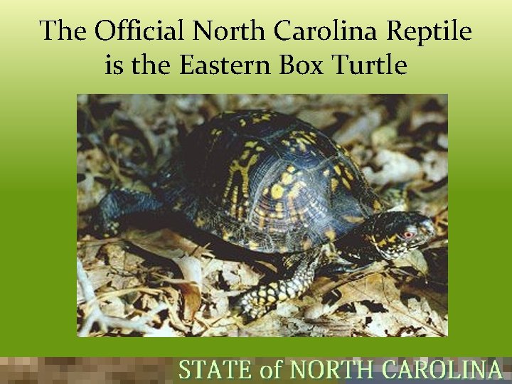 The Official North Carolina Reptile is the Eastern Box Turtle 