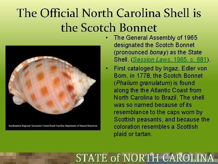 The Official North Carolina Shell is the Scotch Bonnet • The General Assembly of The Official North Carolina Shell is the Scotch Bonnet • The General Assembly of