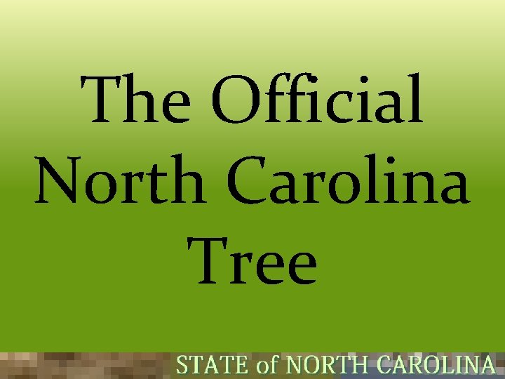 The Official North Carolina Tree 