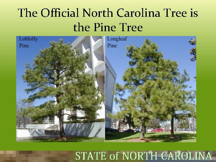 The Official North Carolina Tree is the Pine Tree  The Official North Carolina Tree is the Pine Tree