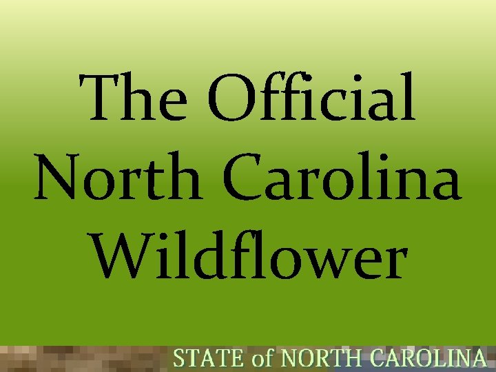 The Official North Carolina Wildflower  The Official North Carolina Wildflower