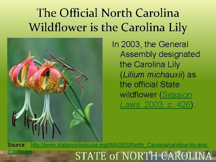 The Official North Carolina Wildflower is the Carolina Lily In 2003, the General Assembly The Official North Carolina Wildflower is the Carolina Lily In 2003, the General Assembly